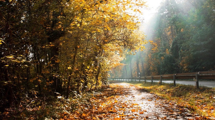 autumn, forest, rays, road