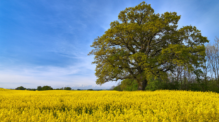 beauty, tree, sky, summer, field