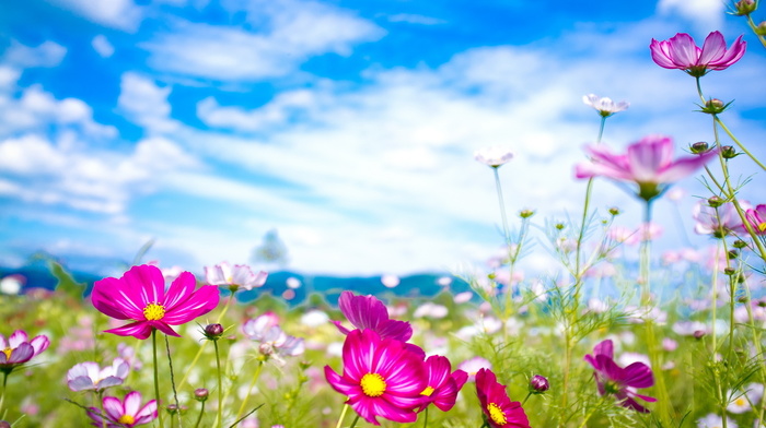 summer, flowers