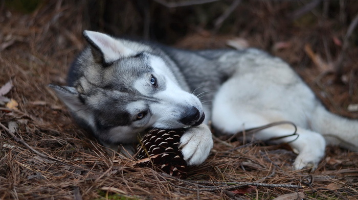 nature, dog, background, animals