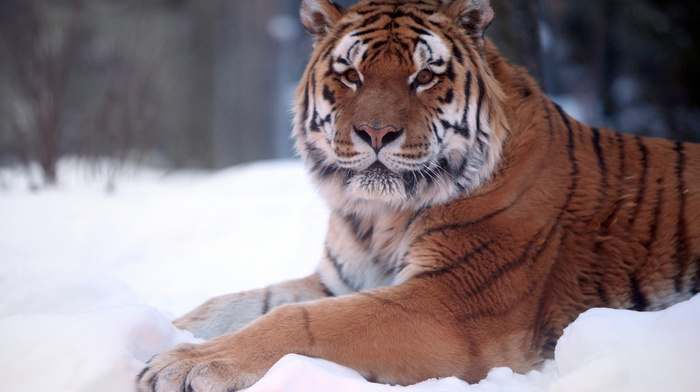 forest, animals, snow, tiger