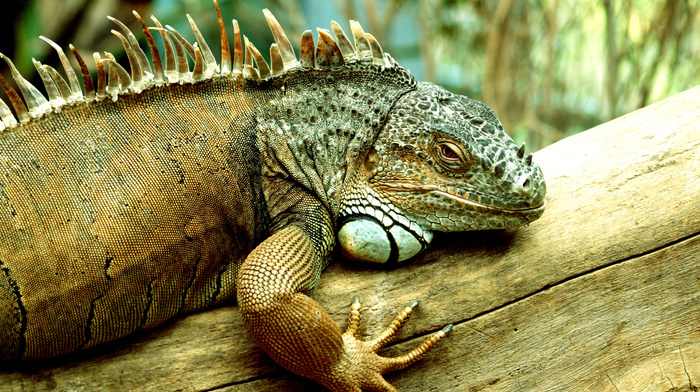 nature, animals
