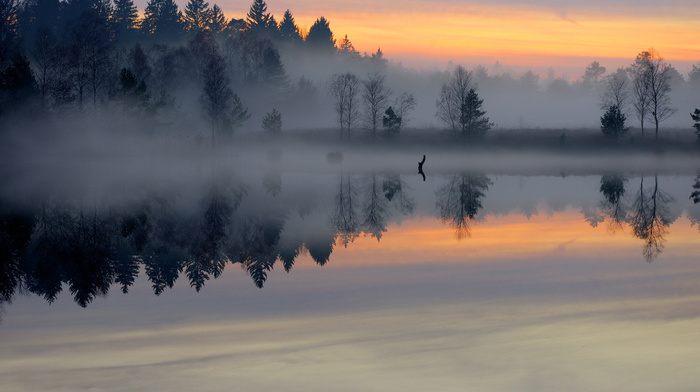 forest, pond, nature, dawn, mist, morning, lake
