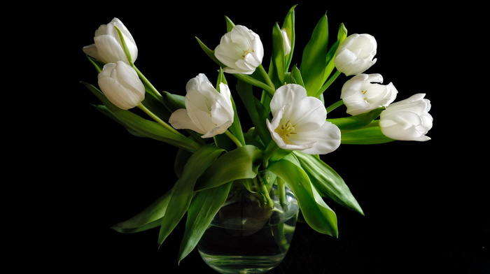 tulips, bouquet, black background, flowers