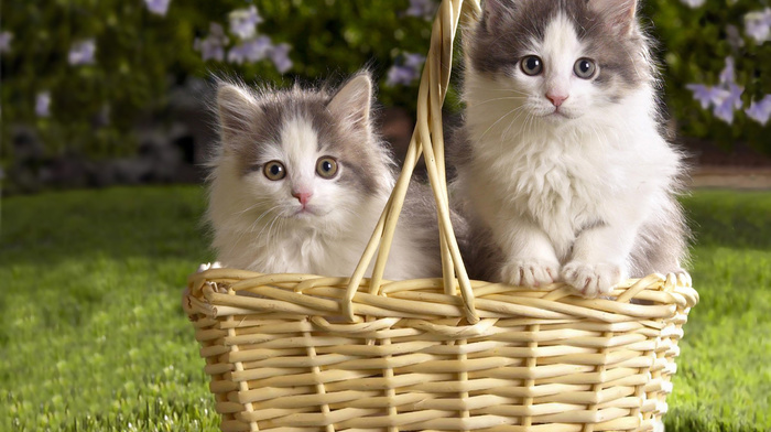animals, kittens, grass, basket