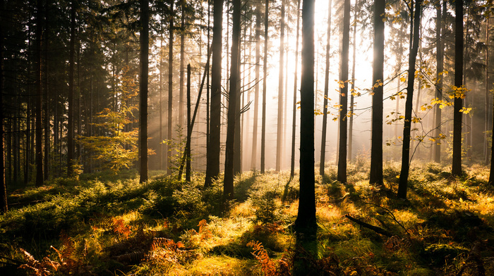forest, trees, nature, sun rays, greenery