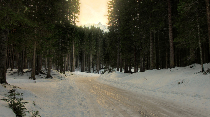 trees, snow, forest, winter, road