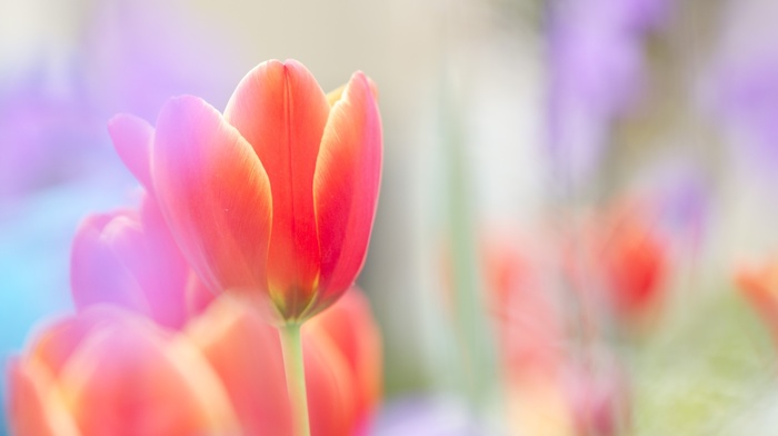 flower, red, flowers