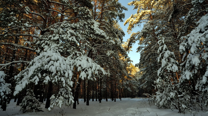 forest, winter, snow, landscape