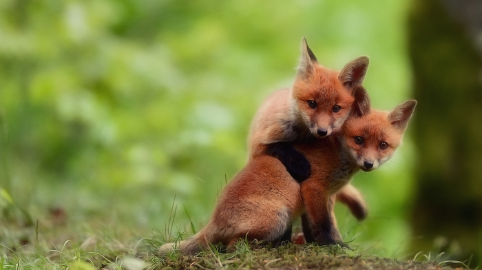 animals