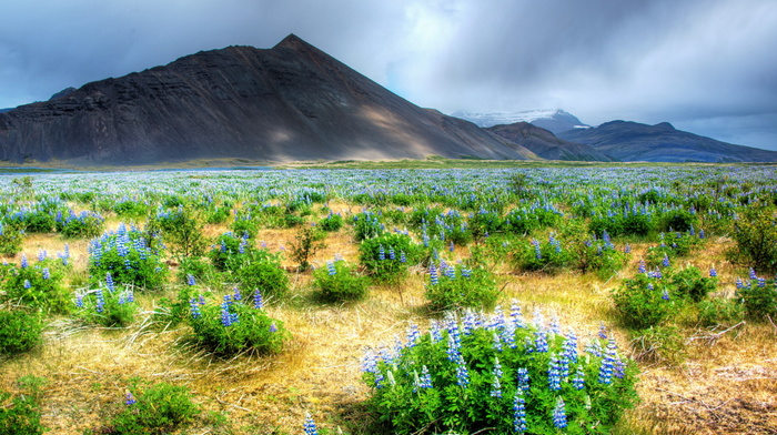 nature, mountain, flowers, field, landscape