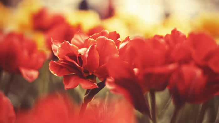 field, flowers, beauty, macro