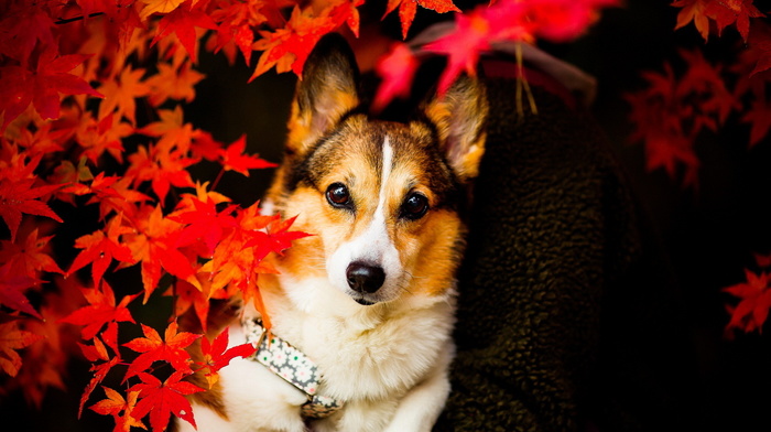 leaves, sight, animals, dog