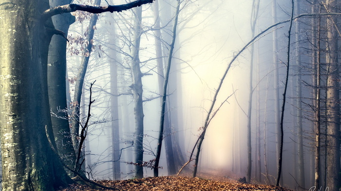 autumn, mist, nature, forest
