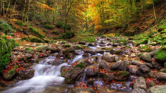 forest, leaves, water, trees, autumn, stones, river, nature