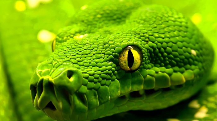 green, animals, snake