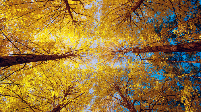 trees, forest, autumn