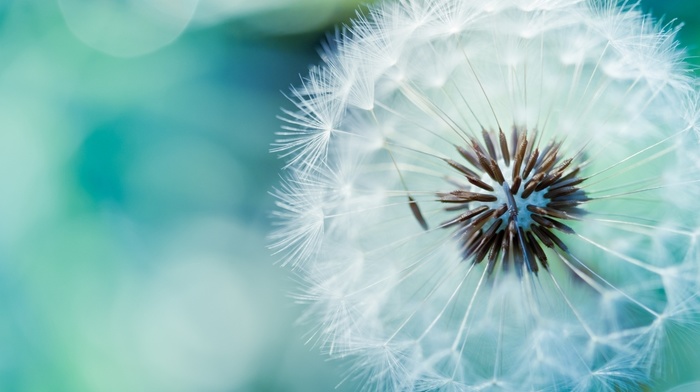 flowers, macro