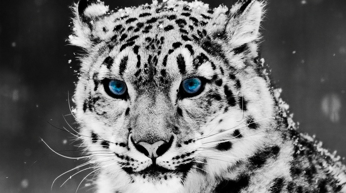 sight, leopard, animals, blue eyes