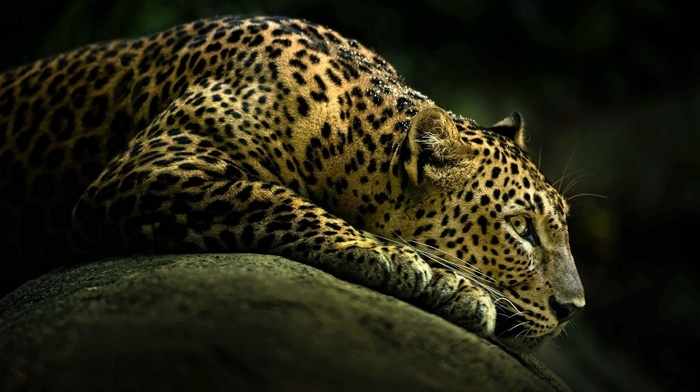 animals, animals, leopard