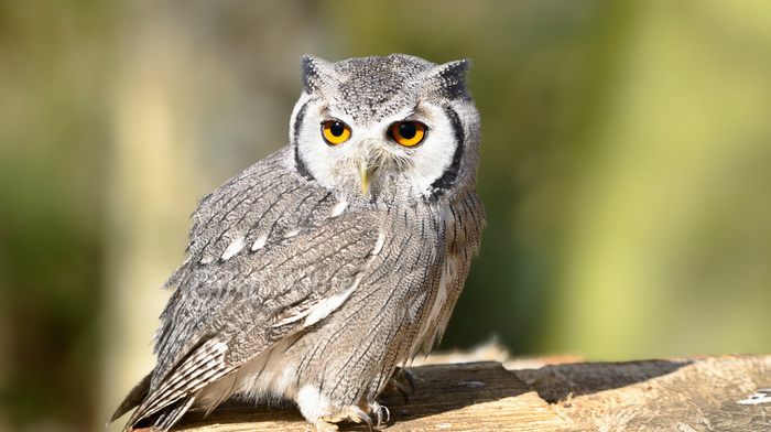 owl, sight, animals, bird