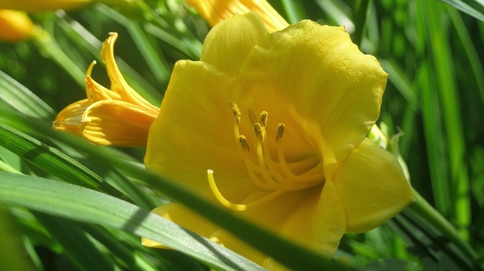 flowers, summer, yellow