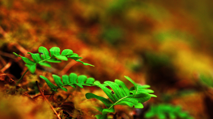 macro, Earth, leaves