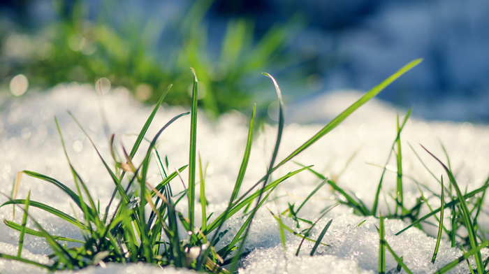 spring, grass, snow, nature