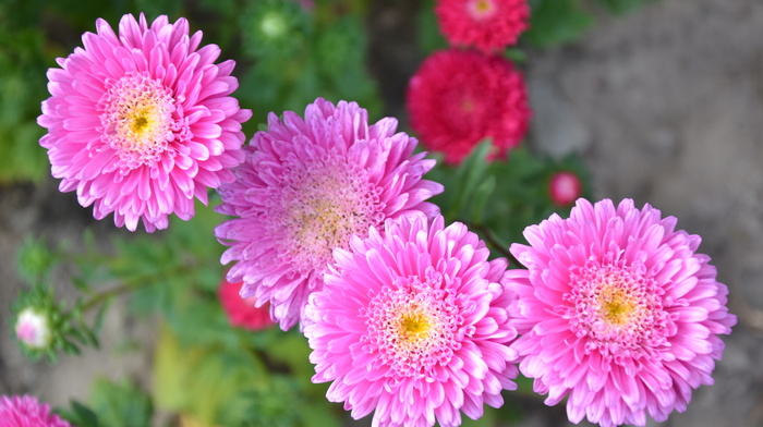 summer, beauty, flowers