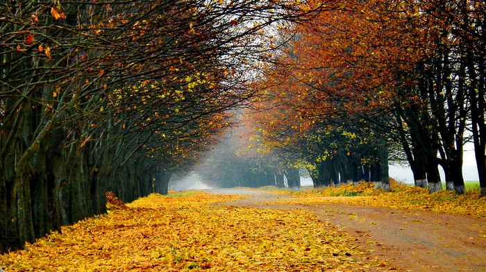 trees, road, autumn, nature, forest, landscape