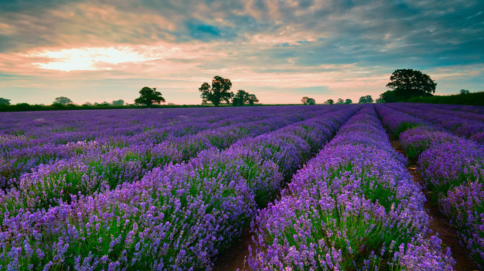 field, nature, sky, clouds