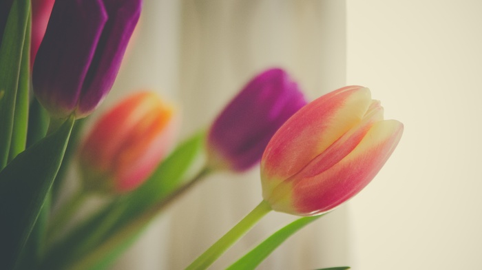 spring, flowers, tulips, background, bouquet