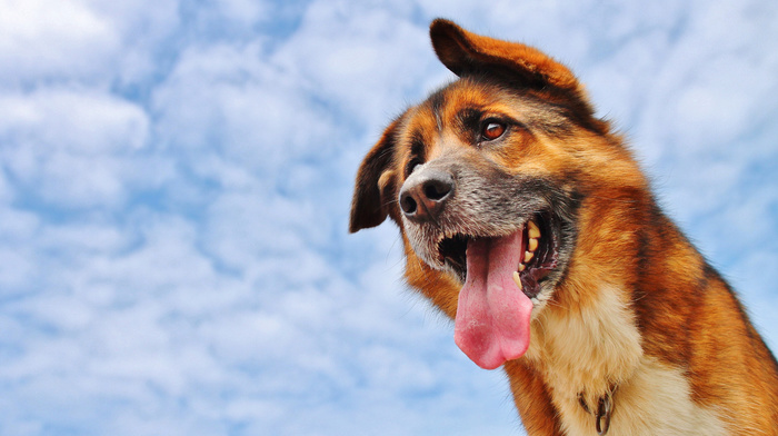 animals, clouds, dog