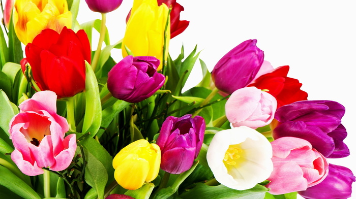flowers, tulips, yellow, red, white