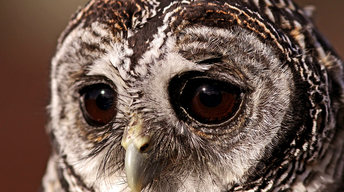 animals, bird, eyes, owl