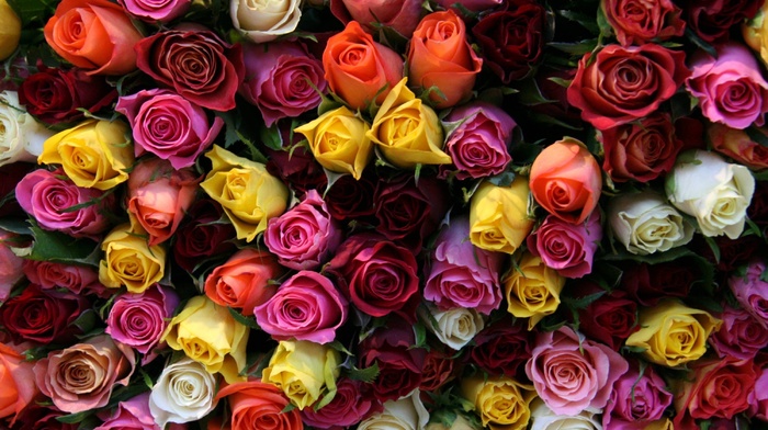bouquet, roses, flower, flowers, stunner