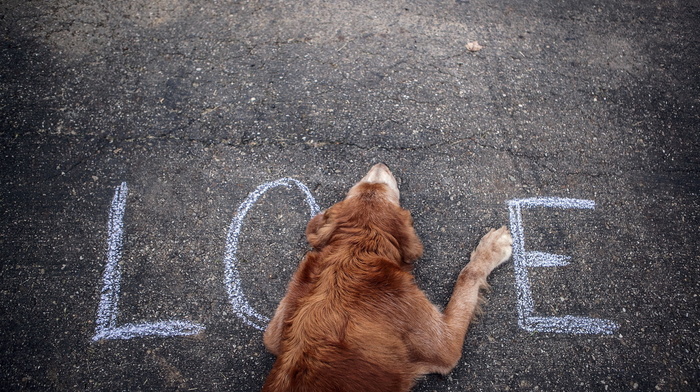 animals, street, dog