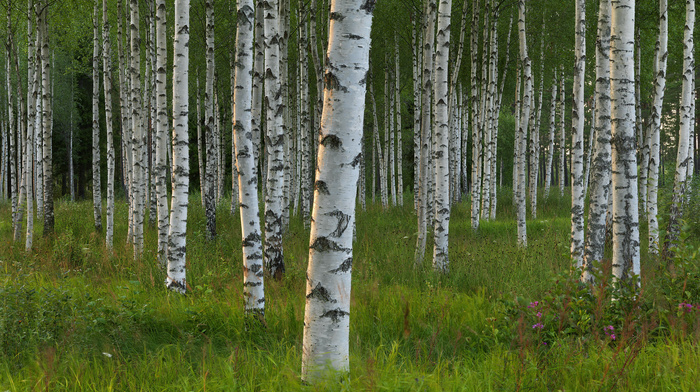 trees, nature