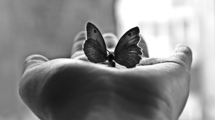 minimalism, butterfly