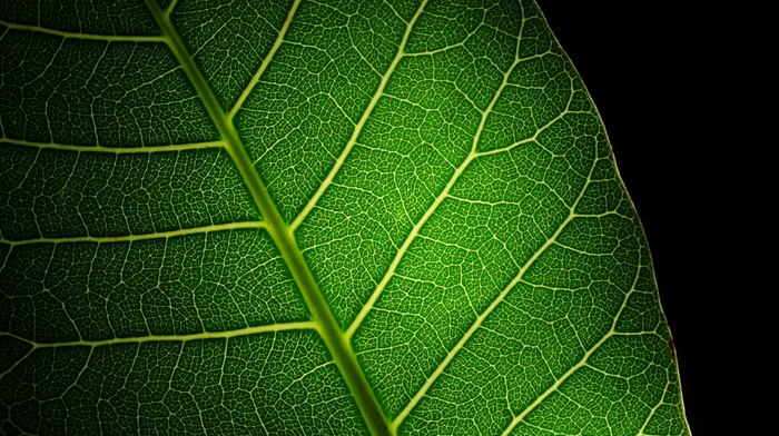 light, green, leaf, macro