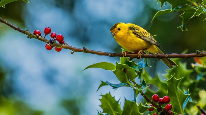 branch, berries, animals, bird