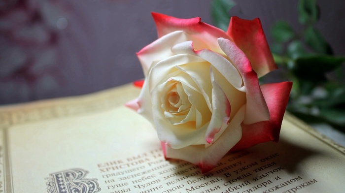 flower, rose, flowers, book