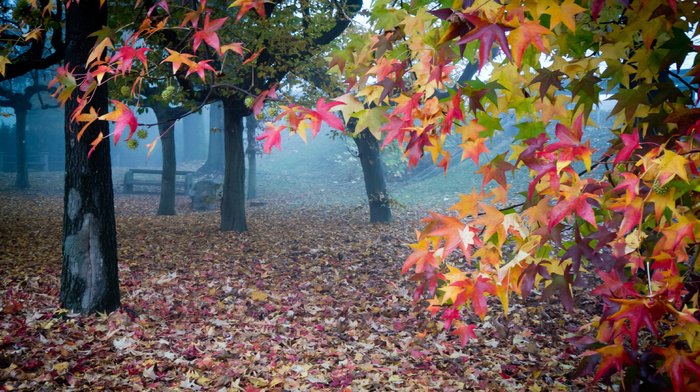 autumn, leaves, mist