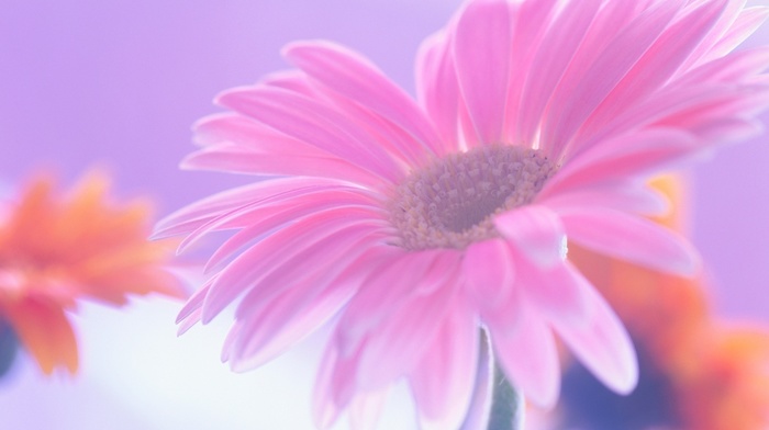 flowers, pink, flower