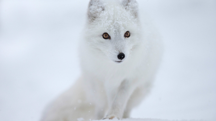 snow, animals, sight