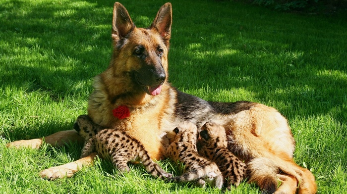 dog, kittens, animals