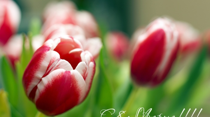 tulips, flowers