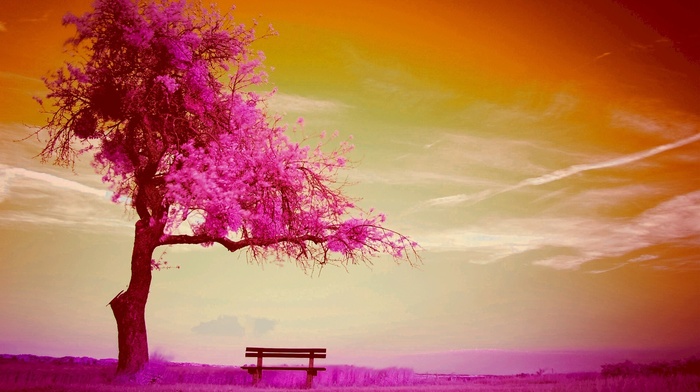 sky, nature, tree