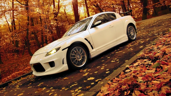 cars, road, autumn