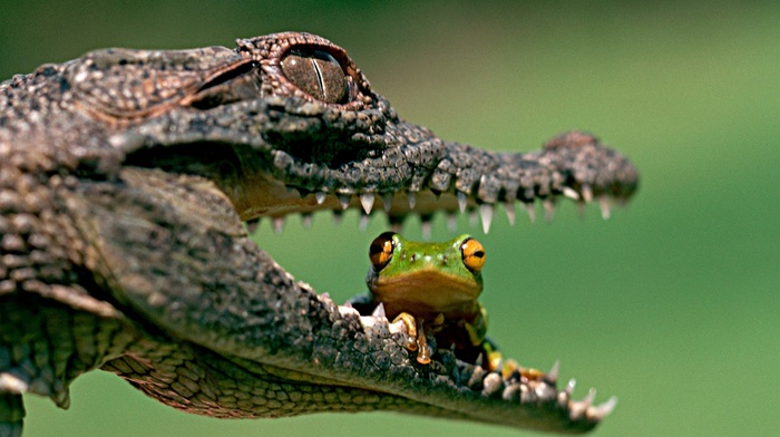 animals